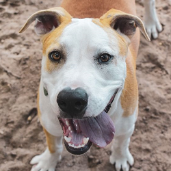 pet welfare adoption center