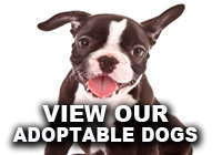 View all our adoptable dogs on Petfinder