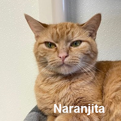 Naranjita