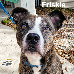 Friskie