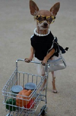 Shopping Dog